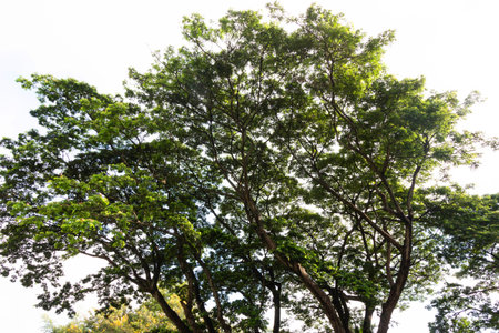 Tropical tree in the forest with blue sky and white clouds
