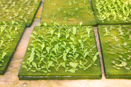 Organic hydroponic vegetable in hydroponic vegetable garden.