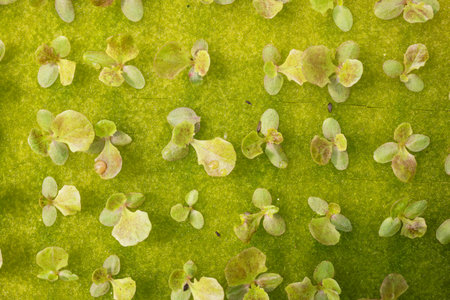 Red oak lettuce or Salad vegetables in Nursery for seedlings from the garden Hydroponics or Soilless...