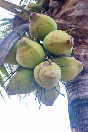 Coconut fruit on the tree in the garden, Thailand.