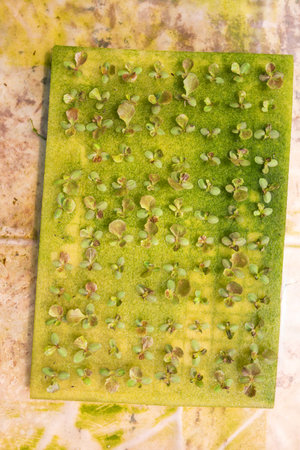 Green salad on a green mat. Close up.