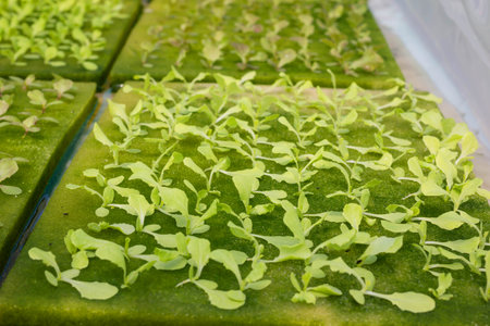 Organic hydroponic vegetable in hydroponic vegetable farm.