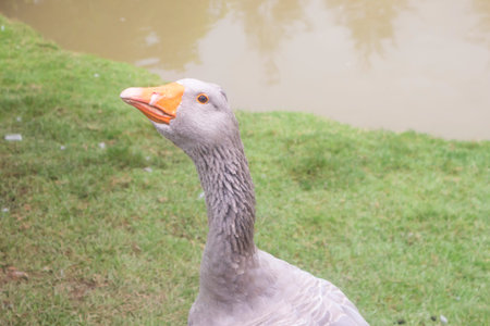 goose on green grass in the park, closeup of photo
