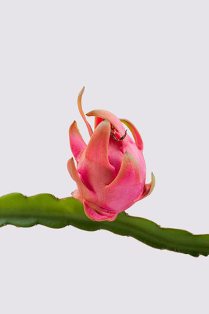 Vibrant Dragon Fruitの写真素材