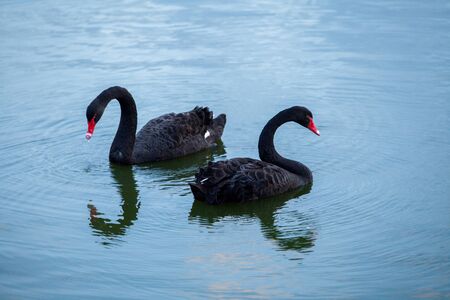 beautyful black swan in pondの写真素材