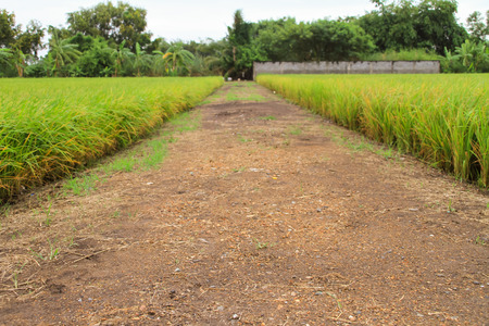 Rice field with the countrysideの写真素材