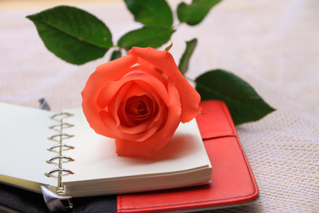 rose flower on the bookの写真素材
