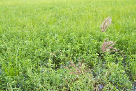 Grass And Flower On Green Meadow in morningの写真素材