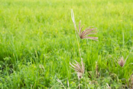 Morning in the fieldの写真素材
