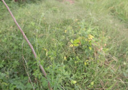 Flower grass and green meadowの写真素材
