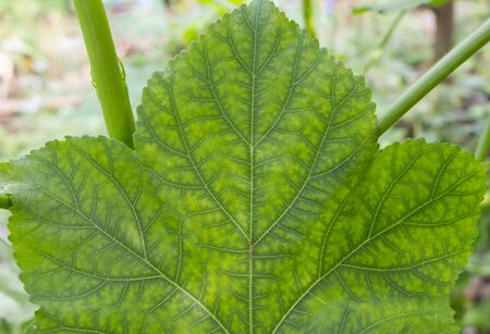 Closeup of nature leaves green blurの写真素材