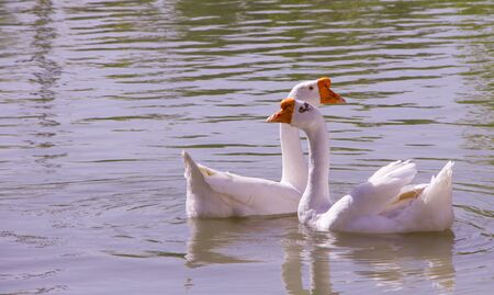 White goose in a lakeの写真素材