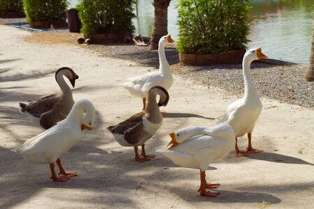 Many goose in the garden.の写真素材