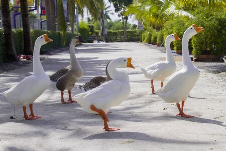 goose stand in gardenの写真素材
