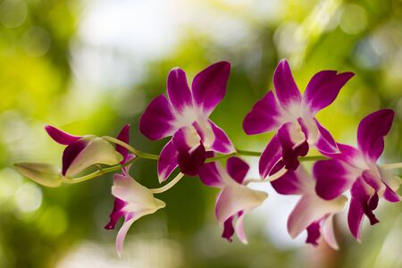 Pink Orchid  flower in garden are blooming on morningの写真素材