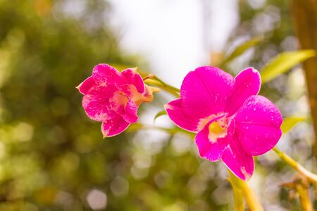 pink Orchid  flower in garden are blooming on gardenの写真素材
