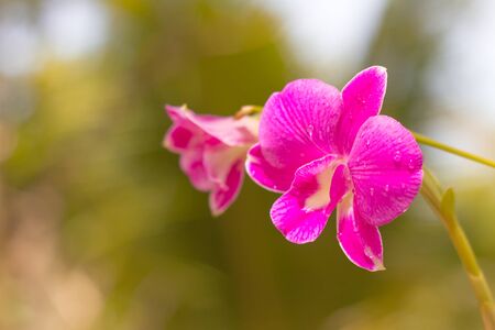 closeup orchid pink with water dropの写真素材