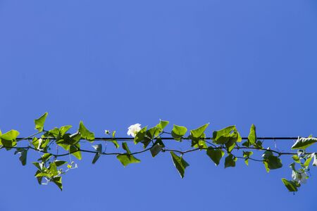 Vine plant, green leaves on poles  on blue background
