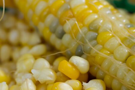 Yellow corns as background.の写真素材