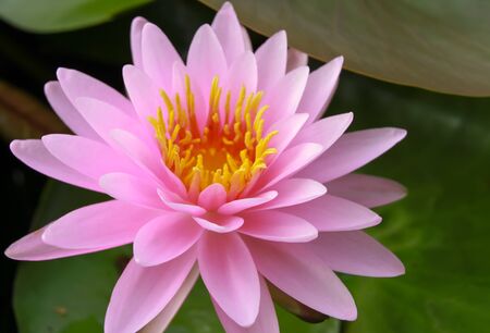 pink water lily backgroundの写真素材