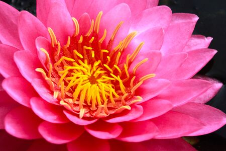 beautiful lotus flower close upの写真素材