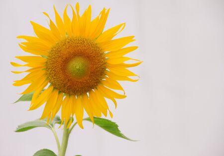 closeup sunflower as isolated background.の写真素材