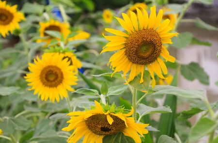 field of blooming sunflowers on a background sunset.の写真素材