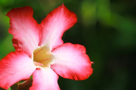 close up of fresh pink flowerの写真素材