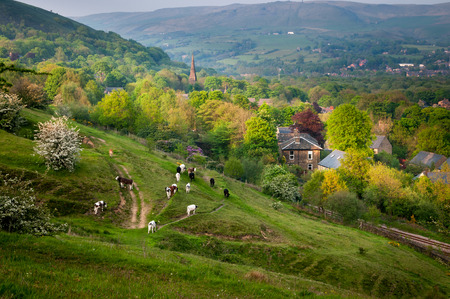 Cows and livestock returning to the fam at the end of evening. Aerial view of English village.