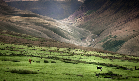 Horses grazing in the hill of peak district , north west of England.の写真素材