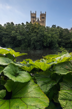 Wild Orchid leaves grown on the bank of River Weir which is flowing through the city of Durham, England UKのeditorial素材