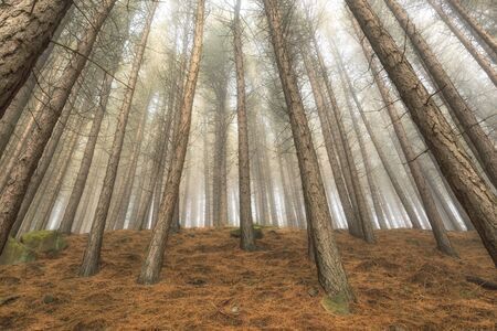 Vertical photo of dry pine trees in a forest with fogの写真素材