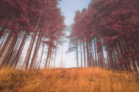 Autumn landscape and  foggy morning in the forest,の写真素材