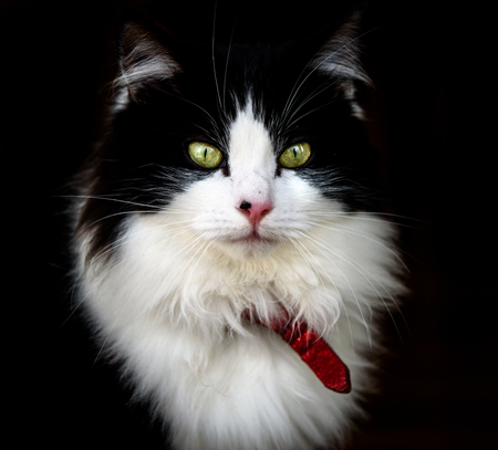 Rag Doll Long Hair Cat with green eyes and long whiskers with dark black background.の写真素材