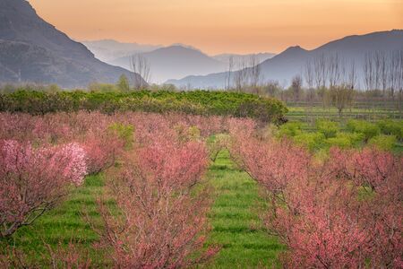 Swat Valley is among the most attractive & beautiful valley in the Pakistan and  is full of  fruits & vegetables.の写真素材