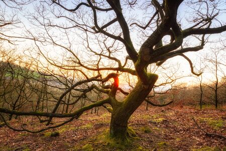 Old bare mossy  tree with crooked branches and sunset  at  Greater Manchester, UK.の写真素材