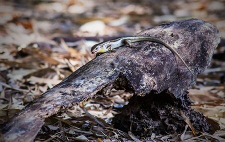 Skink in garden or in green natureの写真素材