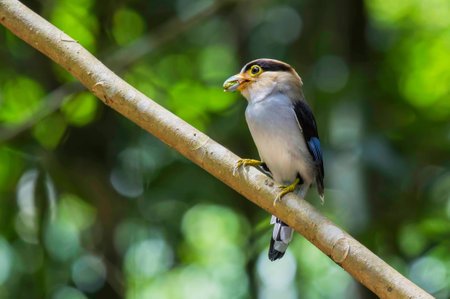 male Silver-breasted Broadbill (Serilophus lunatus)の写真素材