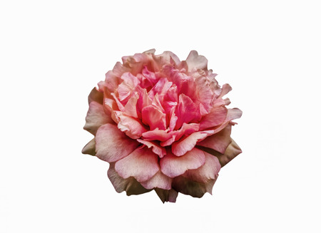 Pink flowers , placed on a white background .の写真素材