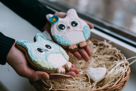 Valentine's day colored owl cookies in female handsの写真素材