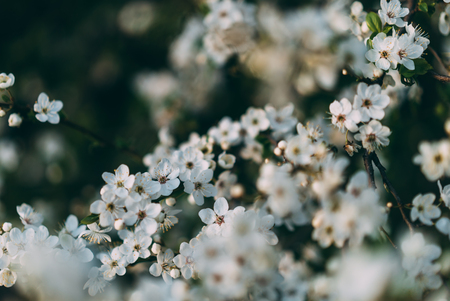 colorful spring time cherry blossom in gardenの写真素材