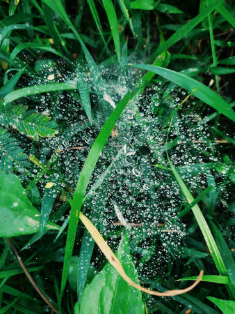 Wet spider webs in the morning dew