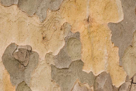 Background of plane tree barkの写真素材