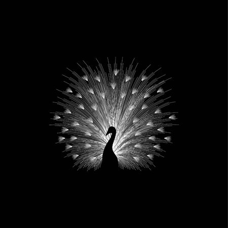 Peacock vector illustrationのイラスト素材
