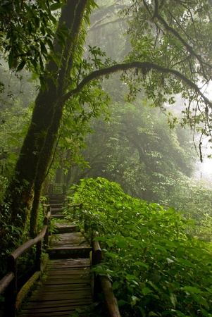 Doi Inthanon are rainforest in Thailandの写真素材