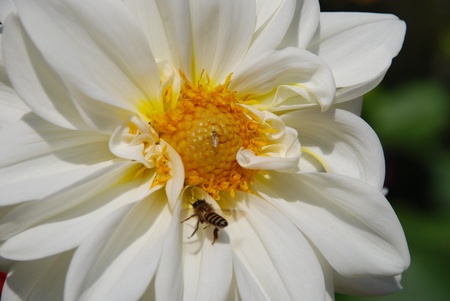 white Dahlia roseaの写真素材