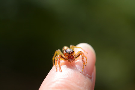 Jumping spider on finger with macro lensの写真素材