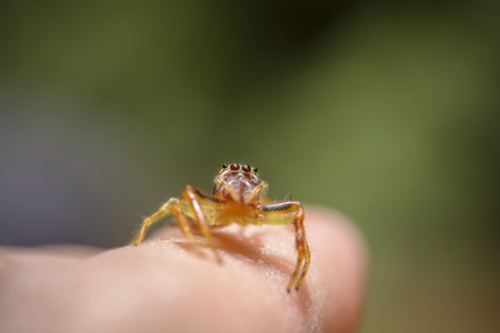 Jumping spider on finger with macro lensの写真素材