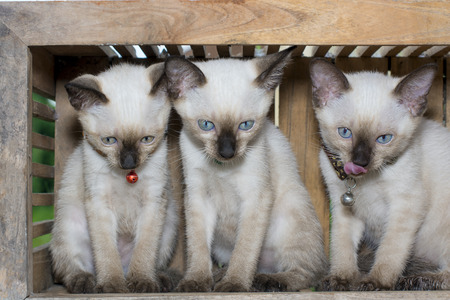 Three siamese cat kitten in wood boxの写真素材