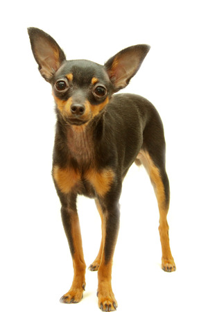 Dog toy terrier on a white background.の写真素材